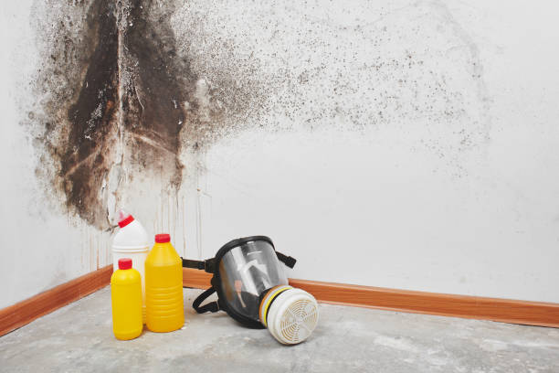 Best Mold Removal Process  in Carthage, MO