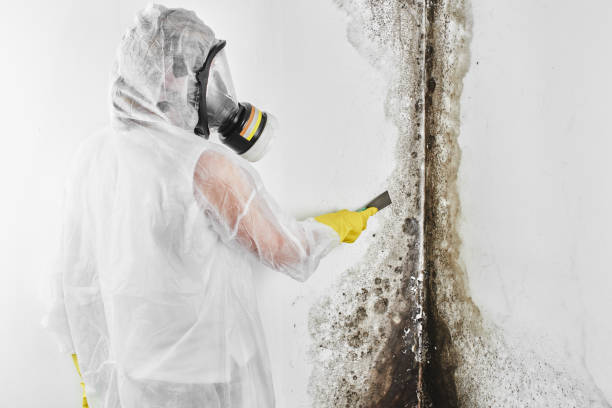 Best Black Mold Removal  in Carthage, MO