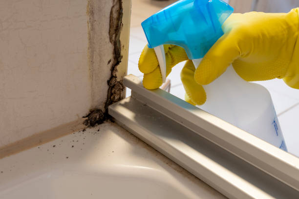 Best Commercial Mold Removal  in Carthage, MO