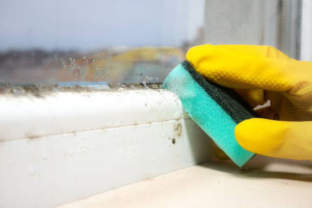Professional Mold Removal in Carthage, MO