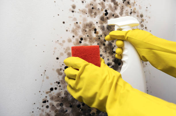 Best Certified Mold Removal  in Carthage, MO