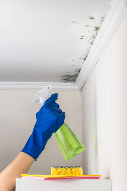 Best Residential Mold Removal  in Carthage, MO